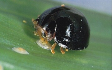 Marienkfer Chilocorus nigritus frisst an einer Deckelschildlaus