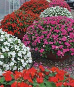 Impatiens walleriana dürfen während der Kultur nicht zu dicht stehen