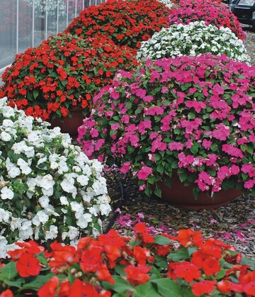 Impatiens walleriana drfen whrend der Kultur nicht zu dicht stehen