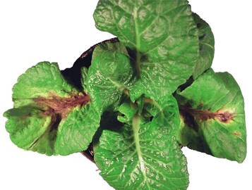 Primula vulgaris mit einer durch Grauschimmel verursachten Blattfule
