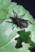 Adulter Otiorhynchus salicicola