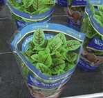 Kräuter und Gemüsespezialitäten aus dem Garten sind weitere Trends