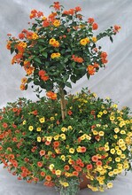 Platz Eins belegte diese gelb-orange Pflanzkombination