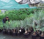 Oben links: Aus den verschiedensten Palmenarten stellt Lisa Bitter die Lieferung für einen Kunden zusammen.