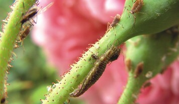 Ntzlinge (hier Florfliegenlarven) werden hauptschlich im Gewchshaus eingesetzt