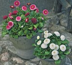 Pflanzenschutzmaßnahmen an Bellis haben ein Ziel: Prächtige Ware für den Verkauf