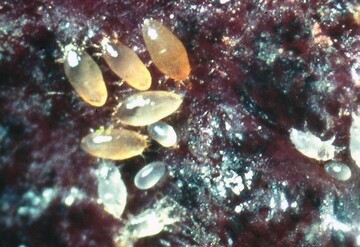Die Cyclamenmilbe Phytonemus pallidus