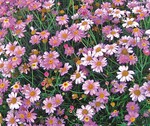 Argyranthemum ‘Percussion Rose‘ ist eine der besten Freilandsorten