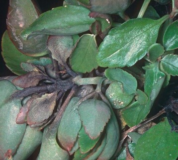 Phytophthora-Fule an Kalanchoe