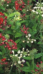 Bei Verbenen wirkt eine Tankmischung aus Caramba und Cycocel sehr gut. Regalis vertragen sie nicht