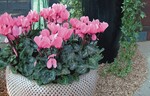 Cyclamen für Kübel auch im Freiland werden immer beliebter