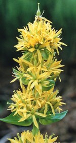 Der Gelbe Enzian Gentiana lutea wird für homöopathische Arzneimittel verwendet