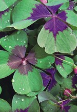 „Wenn dein Ziel groß ist und deine Mittel klein, handle trotzdem. Durch dein Handeln allein werden auch deine Mittel wachsen.“Sri Arobindo Ghose, indischer Philosoph, 1872–1950