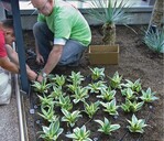 Die Bewässerungsschläuche sind exakt verlegt, im Vordergrund Sanseveria ‘Golden Hahnii’