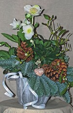 Der Christrosentopf ist eine Dekoration für Gräber und für das Haus