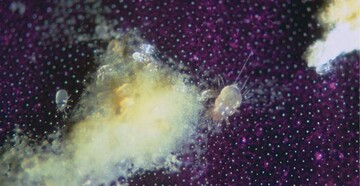Modermilben auf Usambarablte mit Pollen