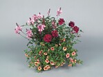 Ein 4,6-l-Container als Combipot mit Gaura ‘Lillipot Pink’, Cosmos ‘Chocamocha’, Euphorbia ‘Diamond Frost’, Verbena ‘Empress Burgundy’ und Calibrachoa ‘Aloha Salmon’
