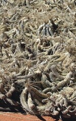 Geerntete Hoodias lagern in der Sonne, um ihren Wirkstoffgehalt zu erhöhen