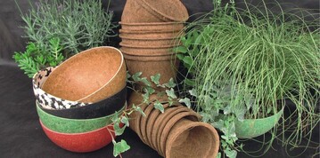 Herbststauden in biologisch abbaubaren Schalen
