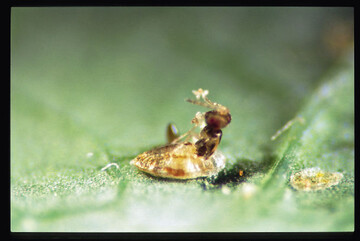Encarsia formosa schlpft aus Bemisia tabaci