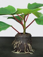 Gesunde Jungpflanzen sind wichtige Voraussetzung für eine erfolgreiche Kultur