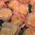 ‘Aquarell‘ von Rosen Tantau kommt unter anderem aus Kolumbien