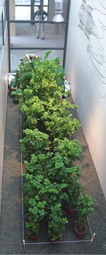 Diese Begrünung steht auf drei Substratschichten: Lecaton als Dränage, dann Zeostrat und „Gärtner Exklusiv“ Innenraumsubstrat als oberste Schicht