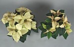 Euphorbia pulcherrima ‘Premium White’, links Tagesmitteltemperatur 17 °C, rechts 15 °C