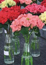 Hielten bis zu 45 Tage durch: Schnittpoinsettien vom Typ Winterrose