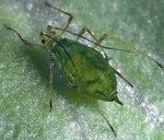 Die Grünstreifige Kartoffellaus Macrosiphon euphorbiae