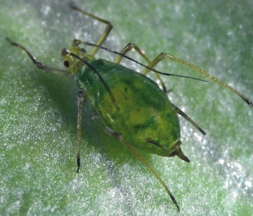 Die Grnstreifige Kartoffellaus Macrosiphon euphorbiae