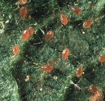 1 Phytoseiulus-Raubmillben auf Gurkenblatt