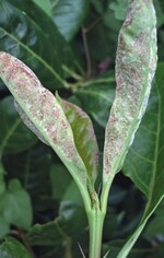 Der feine Pilzbelag an den Unterseiten der jungen Blätter ist nur mit der Lupe zu erkennen.