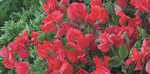 Lathyrus odoratus ‘Villa Roma Scarlet‘, die neue „Kaiserin“ unter den Duftwicken