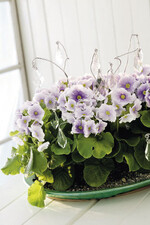 Becher-Primeln: Die einst beliebte
Topfpflanze ist etwas in Vergessenheit
geraten