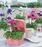 Die „Lenz“-Anemonen in frischen Farben (Nebelung)