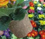 Frei von Verschmutzung lässt sich der Napac NaturePot auch mit Winterkulturen optisch gut präsentieren.