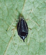 1 Blattlausmumie, ausgesaugt von Aphelinus sp.