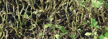Falscher Mehltau an Impatiens