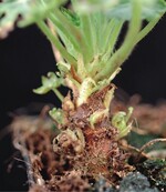 Veränderungen am Stängel im Detail