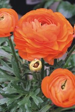 Es wird zunehmend schwer, Ausgangsmaterial für Züchtungen mit besonderen Eigenschaften zu bekommen