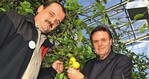 Gärtnermeister Jürgen Sedler (links) und Roland Mack im Zitronenhaus der neuen Gärtnerei