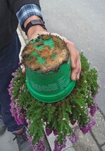 Die gesunden Wurzeln zeigen, wie gut die Be- und Entwässerung im Multilochkreuzboden funktioniert