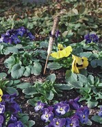 Einfaches Stäbchen mit Vlies, das mit Arbin getränkt wird