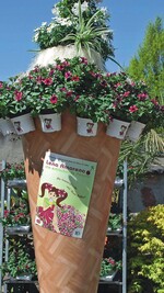 Die Aschaffenburger Gärtnerei Engelhard präsentiert „Lena Amarena“ mit einer vier Meter hohen „Eistüte“. Die Ampeln der Pflanze symboliseren das Amaretto-Eis, Solanum jasminoides die Sahne