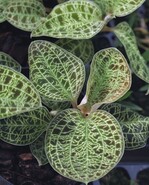 1 Goldfadenorchideen mit farblich abgesetzten Blattadern