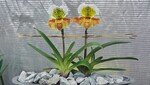 Rechts: Asiatisch angehauchtes Duo aus zwei Paphiopedilum-Pflanzen