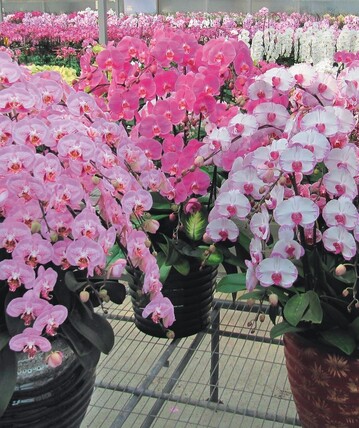 1 Prachtvolle Arrangements mit Phalaenopsis, hier bei SOGO, werden fr das chinesische Neujahrsfest an Hotels, Banken und Geschfte, aber auch an Privatpersonen verkauft