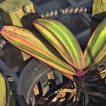 1 Doritis pulcherrima wurde in Bergregionen Südostasiens gefunden