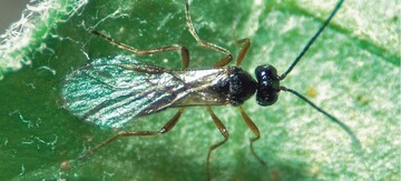 1 Schlupfwespe Dacnusa sibirica